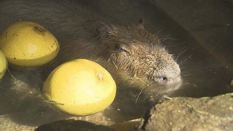 冬至に「ざぼん湯」で冬気分のカピバラ お腹も満たしてご満悦 長風呂が趣味の「くりーむ」が風呂を独占｜FNNプライムオンライン