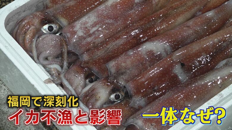イカ不漁で福岡の飲食店も悲鳴…提供方法変えても“ギリギリ”　日本海の漁業「ほぼ全ての魚に影響」との指摘も｜FNNプライムオンライン