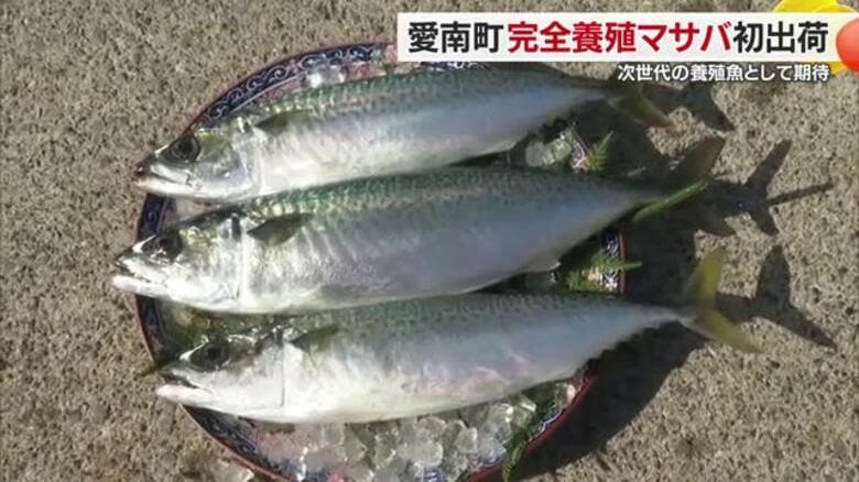 次世代の養殖魚「マサバ」　”養殖日本一”の愛媛で天然資源に依存しない完全養殖のマサバが初出荷【愛媛】<br />｜FNNプライムオンライン
