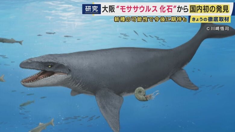 大阪で発掘された“海の王者”「モササウルス」化石　30年越しに“新種”の可能性　17歳でこの世を去った“若き研究者”が礎を築く｜FNNプライムオンライン