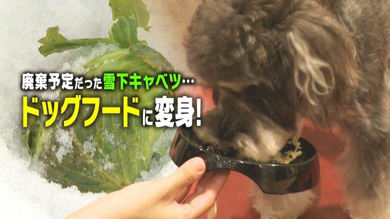 大雪で収穫できず廃棄予定だった“雪下キャベツ”…ペットショップが救いの手！ドッグフードに加工・販売「消費者に届いたことがうれしい」｜FNNプライムオンライン
