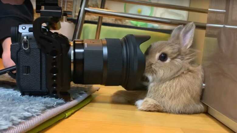 カメラ慣れしすぎたウサギが可愛い…顔にズモッとなっても、なぜ嫌がらないのか聞いてみた｜FNNプライムオンライン