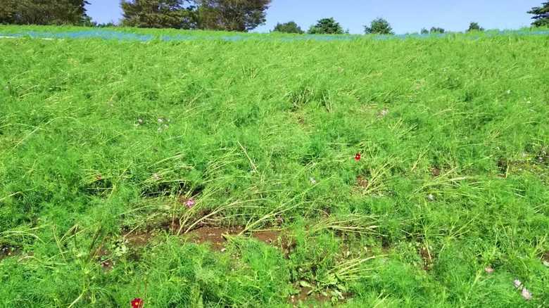 センセーションのコスモスが咲く予定の花の丘