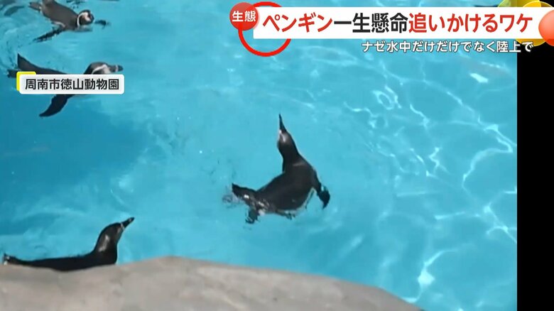 頭上のチョウを水から陸に上がり追いかけるペンギンの様子（2）