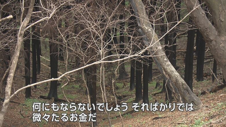 火災の被害に遭った山林、木の根元が焼け焦げる