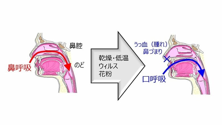 空気が鼻腔を通ることで乾燥を防ぎ、細菌やウイルスを除去する（提供：鈴木雅明教授）