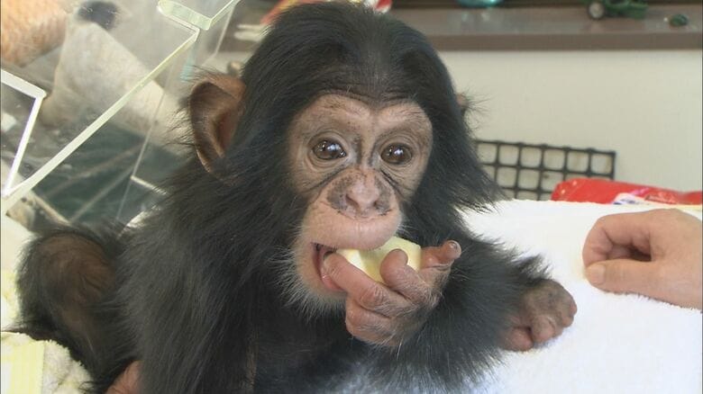 2011年　チンパンジーの人工保育