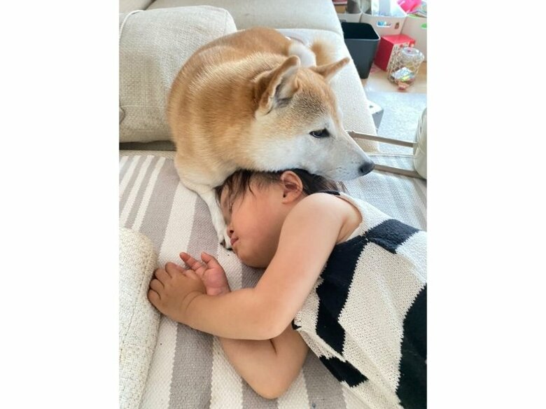 娘さんと一緒にいる豆介くん（提供：柴犬Mamesuke・Korosuke大阪さん）