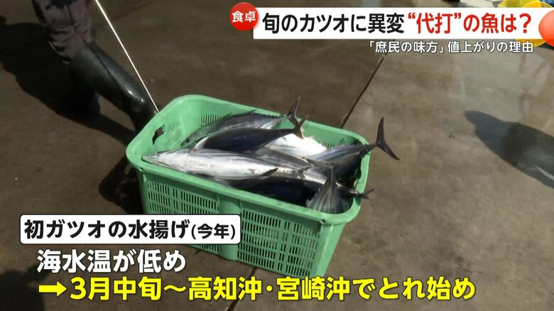 3月中旬からようやく高知沖や宮崎沖で獲れ始めたばかりの初ガツオ