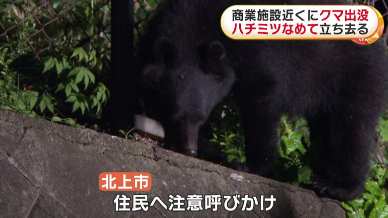 ハチミツをなめるクマ