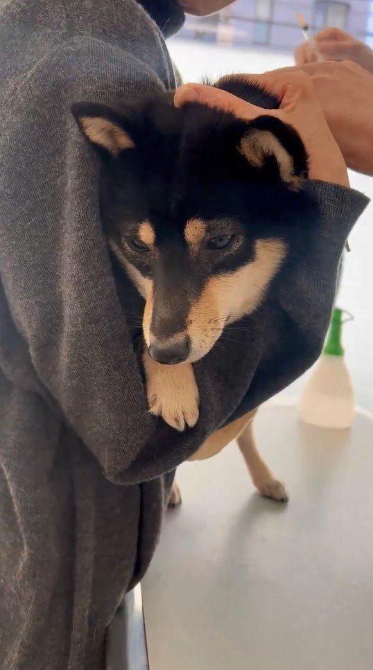 提供：豆柴ごま娘さん