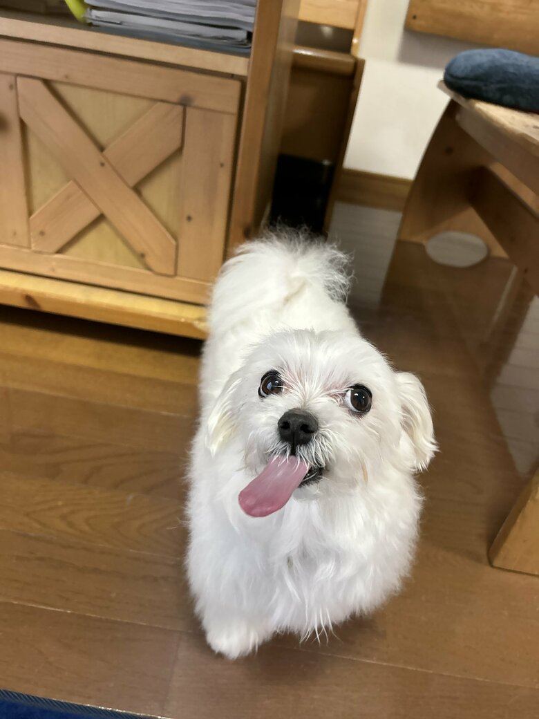 （画像：飼い主さん提供）