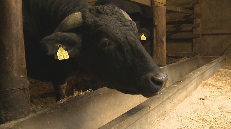 クマが侵入した牛舎