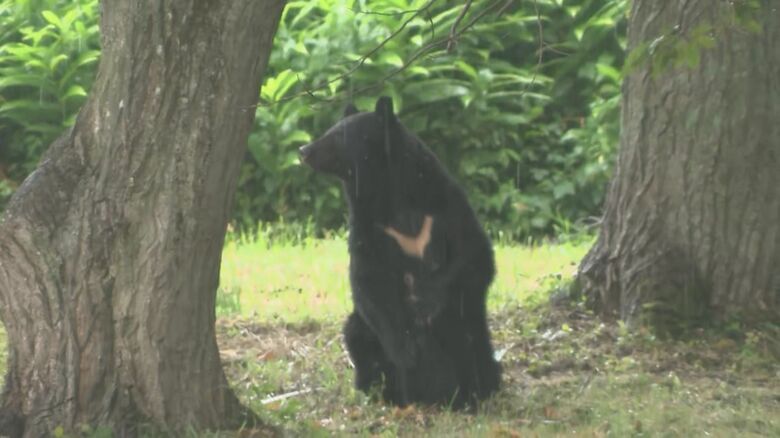 立ち上がる親グマ