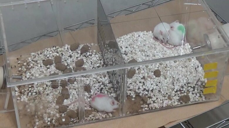 左が孤独状態のマウス、右が集団のマウス（出典：理化学研究所）