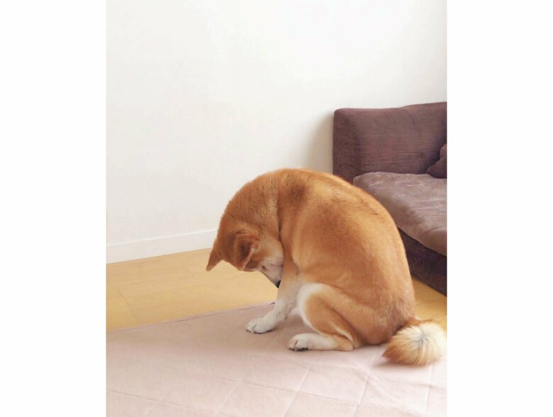 ヒーターがなくなって落ち込んでいる（提供：柴犬ももさん）