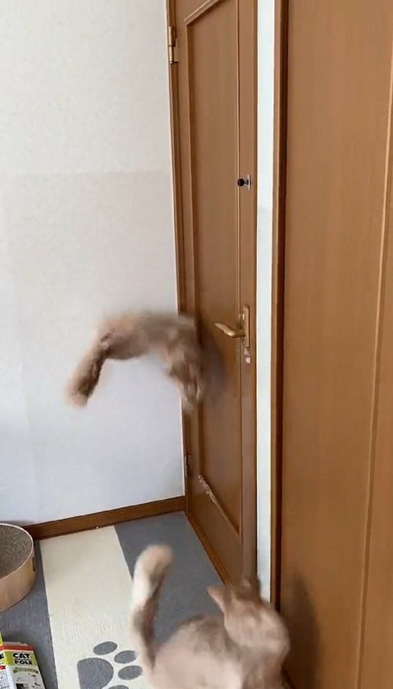 2匹は交互に壁や扉を走り、おりる