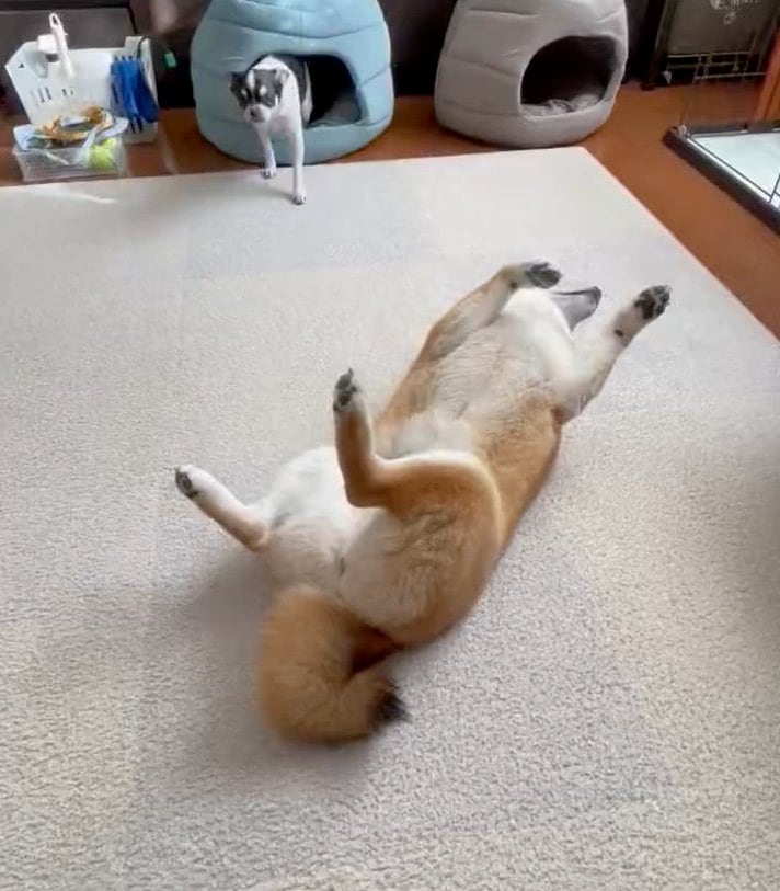 最近の“へそ天”（提供：うにさん）