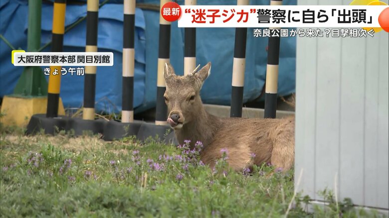 警察施設の中で気ままに過ごしていたシカ（25日、大阪市・城東区）