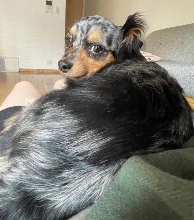 提供：チワックスの諭吉くん。さん