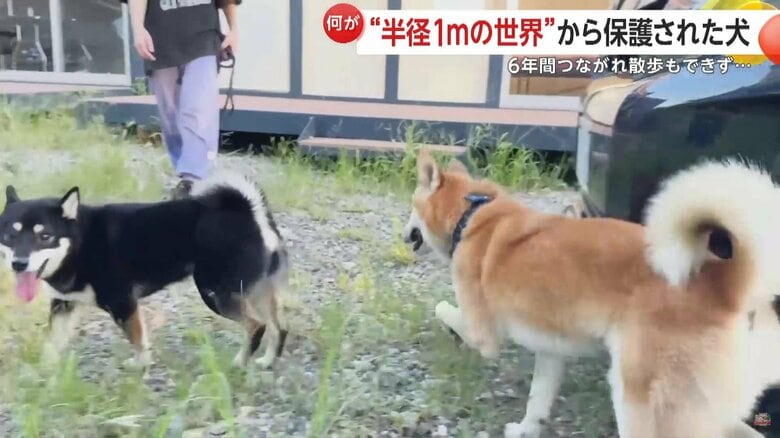 元気そうにほかの犬と暮らすジョン（映像提供：あにまるず Animals）