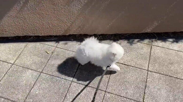 普段と違う伸縮リードと首輪を使って、散歩へ出発