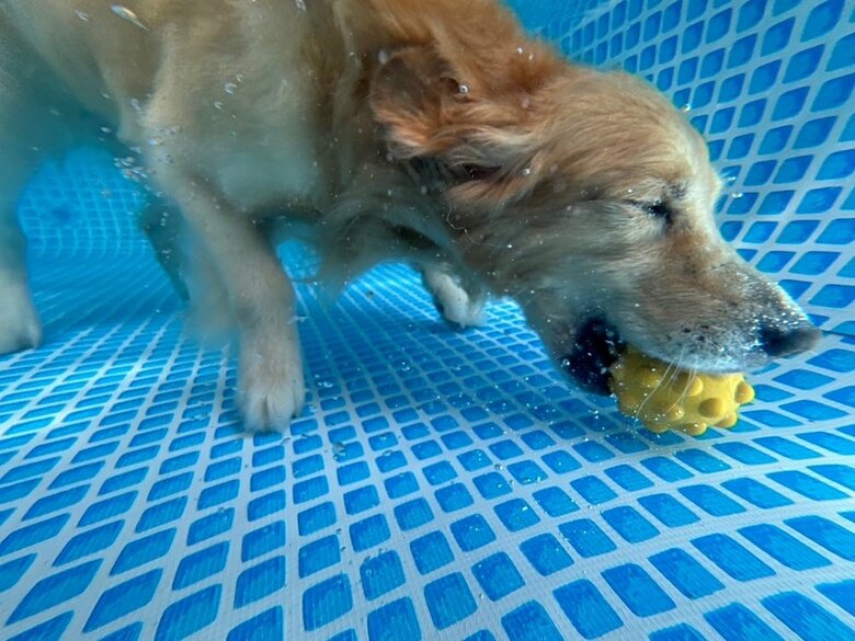 ボールを取りに潜るがんもくん