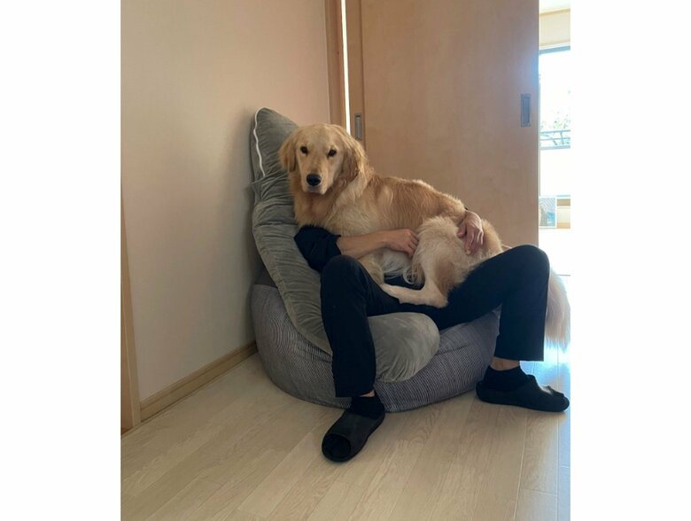 提供：イブ（ゴールデンレトリバー）さん