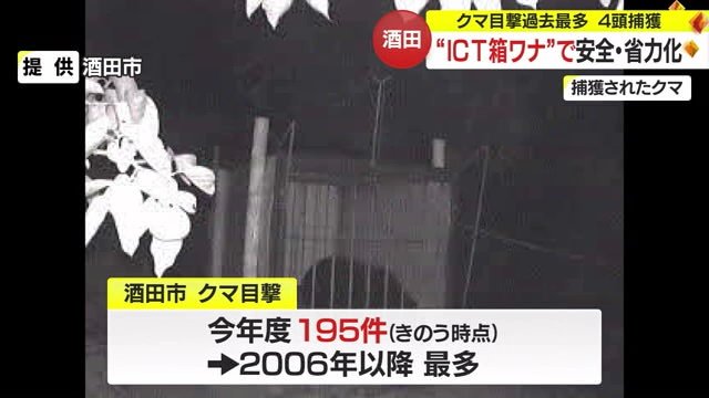 捕獲されたクマ（提供：酒田市）