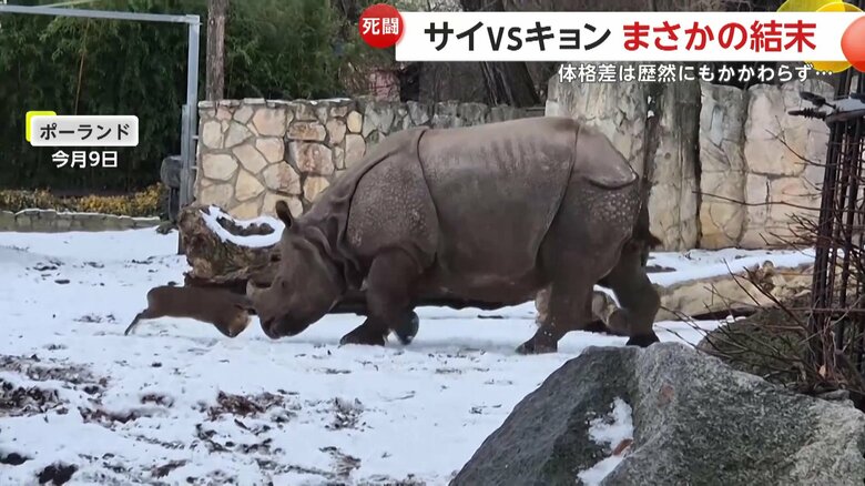 突撃したサイにカウンターを繰り出すキョン（ZOO Wrocław）