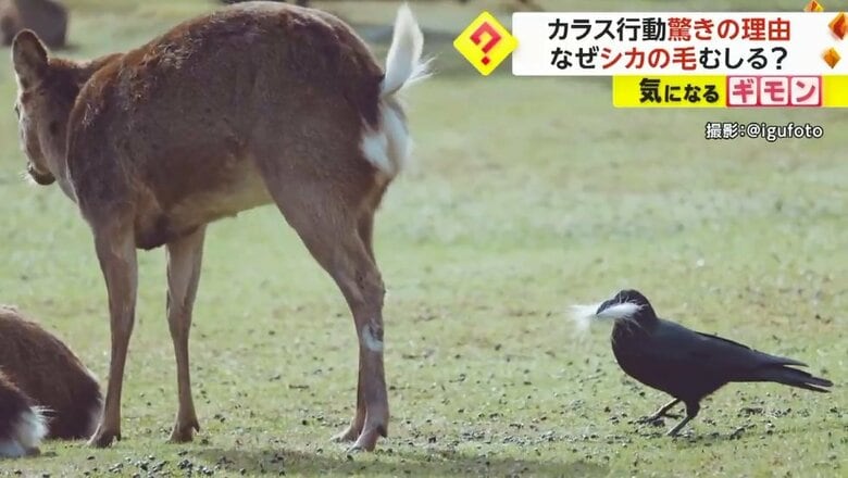 逃げられてしまった…