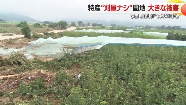 大きな被害を受けたナシ畑