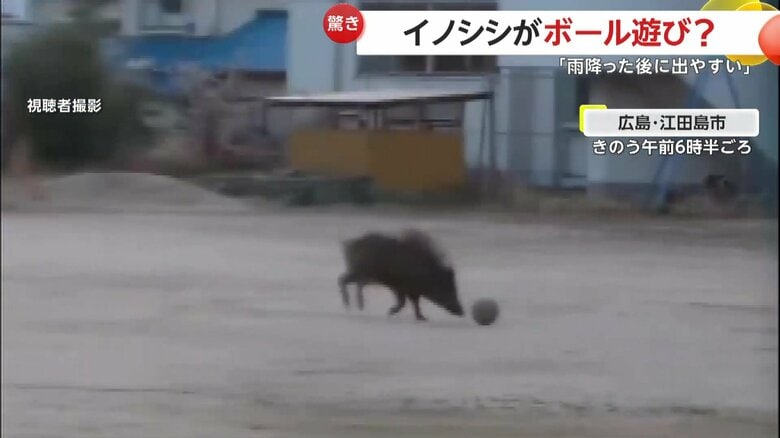 置かれていたボールで遊んでいるような仕草を見せたイノシシ