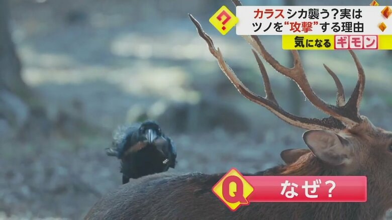 シカの背中に乗り、ツノの皮を食べるカラス