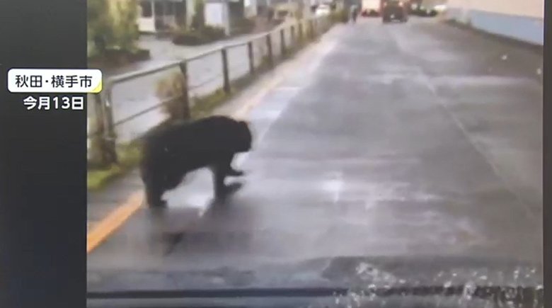市街地やショッピングセンターにクマが出没…クマに出会った時に注意するポイントとは?