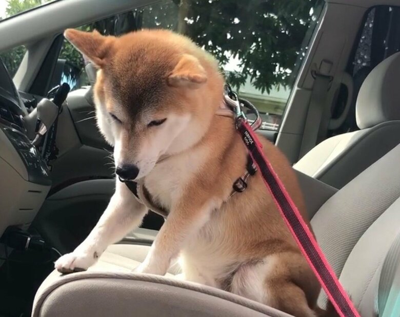 公園に行くも“犬見知り”を発動したときの様子