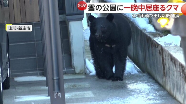 包囲する消防や猟友会などの数m前に迫るクマ