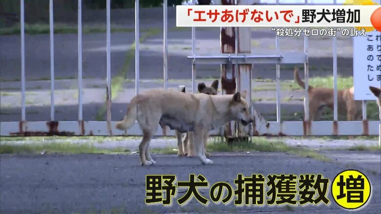 岡山市・矢坂山の山道で撮影された「野犬」