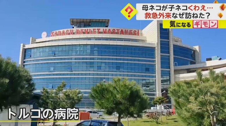 子ネコをくわえた母ネコが訪ねてきたトルコの病院