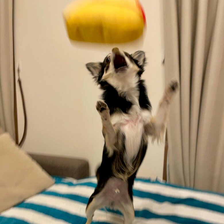 提供：チワワのごまじろーさん