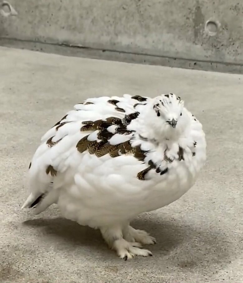 提供：市立大町山岳博物館