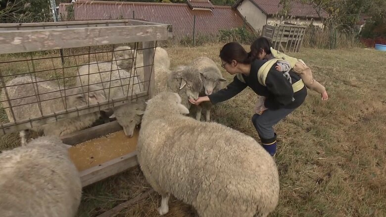 大田市で12頭の羊を育てている笠木真衣さん