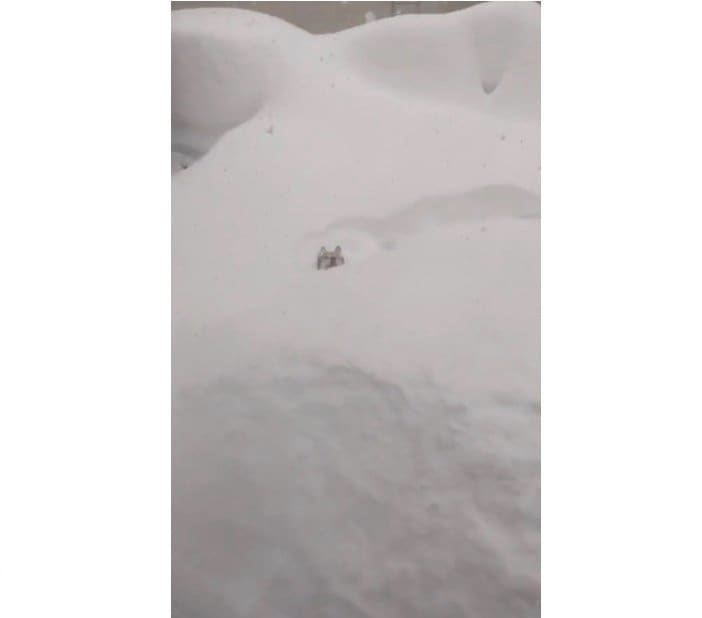 雪に埋もれて顔しか見えない（提供：山さん）