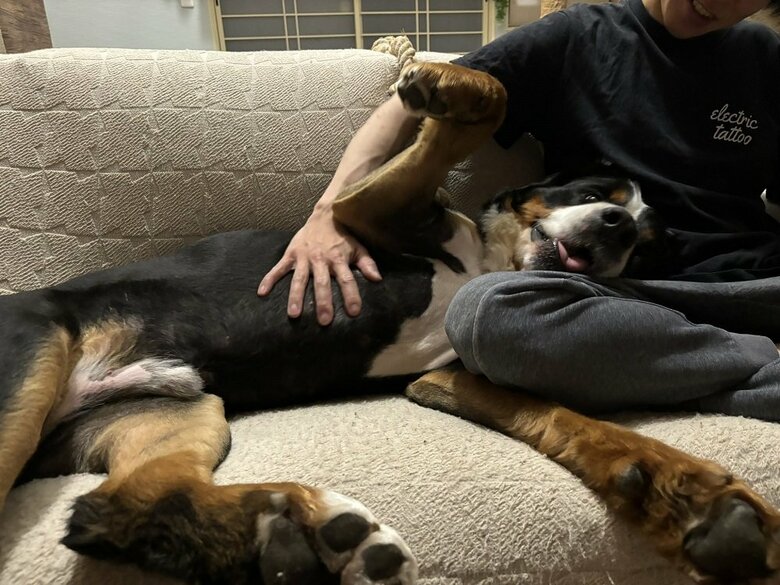 くっついて甘えている