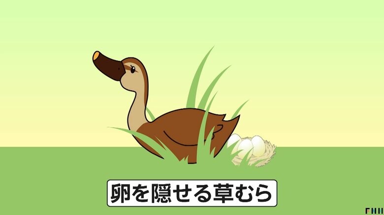 カルガモは卵を隠すことができる草むらで産卵する