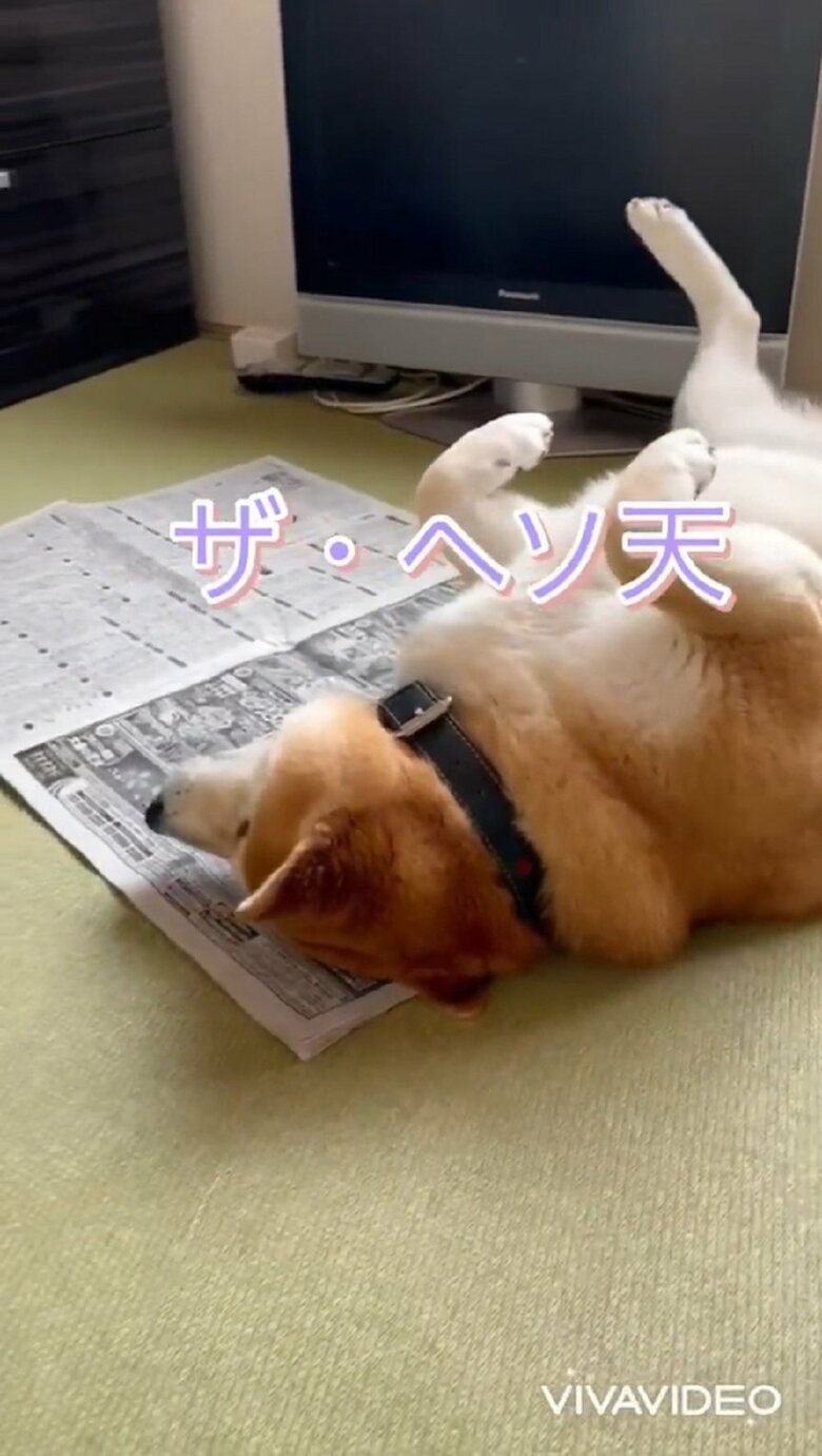 へそ天になっただけ