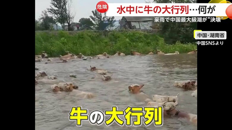 中国・湖南省で撮影された濁流の中を移動する牛の大行列