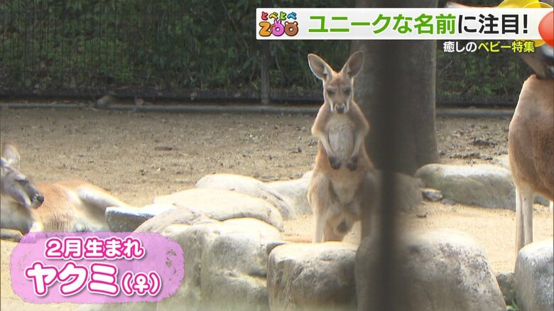 フウミくんの1カ月お姉さんのヤクミちゃん