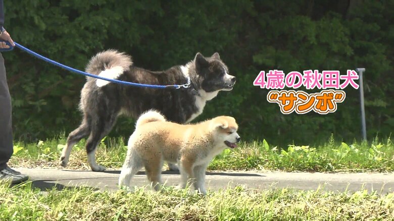 4歳の「サンボ」と一緒に散歩する大馬