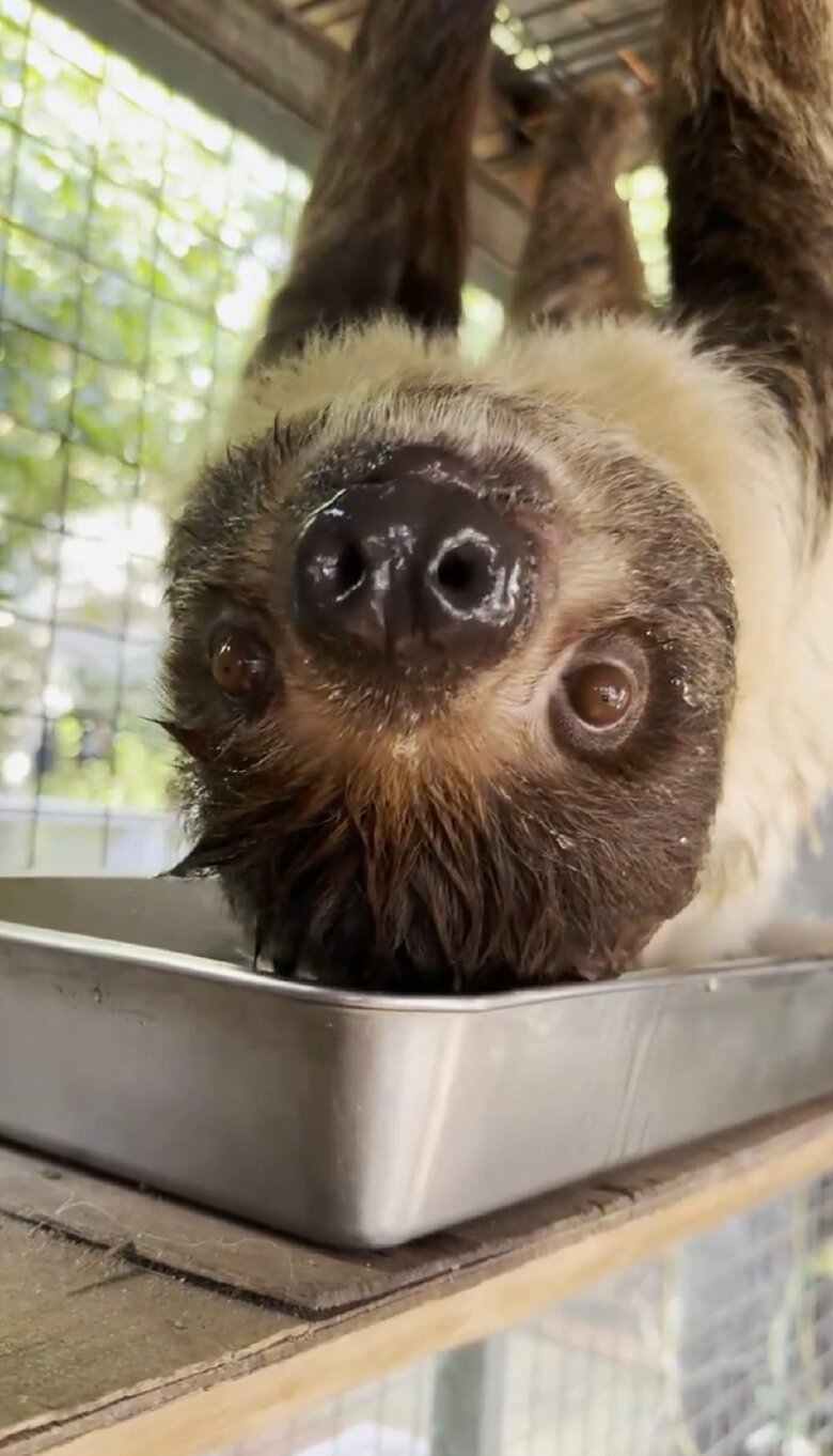 水分補給をして満足げなキンカンちゃんだった（提供：神戸市立王子動物園）